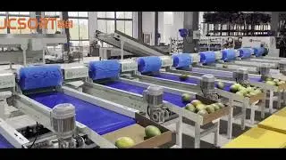 JC SORT Mango Washing, Drying, and Grading Machine