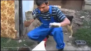 Атакующий петух Angry Cock