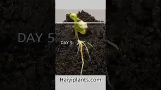 #QuantumAgriculture #BiocharSynergy #CRISPRHarvesting #PhotonicAgriculture #BlockchainSeed