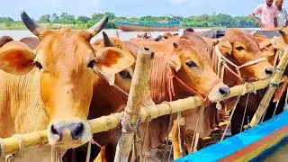 Huge Cow Unloading at Market 😲 | Giant Goru Hamba Cow | Animal Video Ep-01