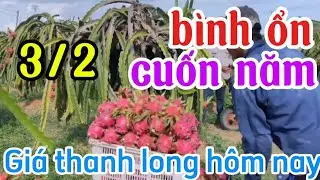 Gi&aacute; thanh long h&ocirc;m nay ng&agrave;y 3/2/2026|Gi&aacute; thanh long b&igrave;nh thuận v&agrave; miền t&acirc;y 