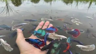 Hand-Caught Wild Betta Fish Adventure