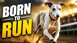 🐾The Incredible History of Earth&rsquo;s Fastest Animals🌍