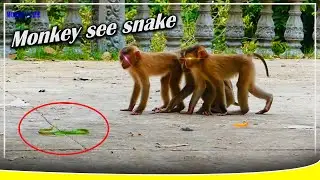 A group of monkeys ate afraid of a snake || BBC KH