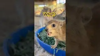 This Baby Hyrax Is VERY Intimidating