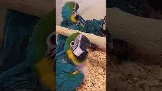 Macaw for sale 🥰🥰🥰🥰🥰🥰