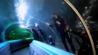 Shark diving in Sydney