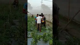 Tomarket Farming update #