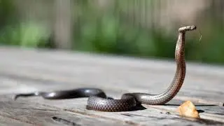 2 hours Snake Sound Effect Hissing