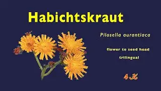 Pilosella aurantiaca, Habichtskraut, Hawkweed, flowers to seed heads, Bl&uuml;te ➛ Samen, 4K, trilingual