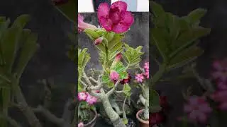 another high blooming purple adenium id unknown #adenium #flowers #shorts