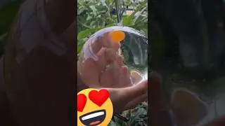 Big egg #satisfying #ball #balloon #stressball