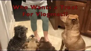 Vlogmas 2020 Gourmet Designer Dogs & Decorating the Christmas Tree