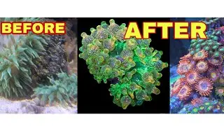 how Bubble tip animone feed Reef-Roids  || reef tank #reef-roids  #marine #reef