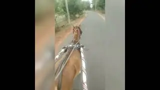 Morning Horse Ride | We Uncut | Adventure | Oreo🐴