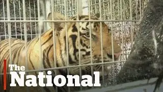 Dozens of frozen tiger cubs discovered at Thai temple