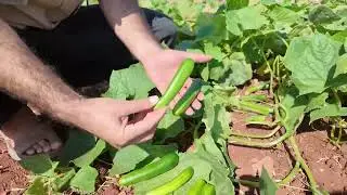 خيار صنف كرما شركة تسنيم الزراعية