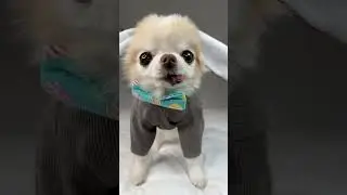 I am your bunny chihuahua 🐰 #funnydog #chihuahua #cutedogs