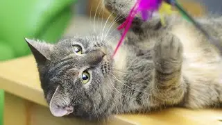 Bellos gatitos