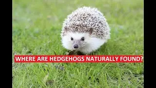 Wild Animal Sounds - Cute Baby Animals - Wild Hedgehogs - WHERE ARE HEDGEHOGS NATURALLY FOUND?