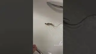 Baby iguana swimming 🦎💦     #iguana #swimming #lizard