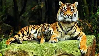 11K.Animals] tiger jungle 4K high quality video