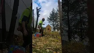 Pulling down the aspen #chainsaw #tree#aspentrees #treeclimbing #foryou #stihlchainsaw #hardwork