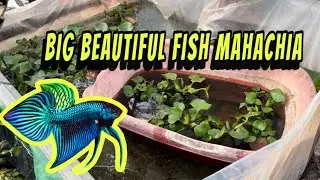 Big beautiful fish Maha hi