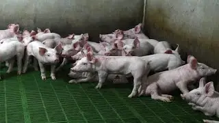 US pork prices surge as swine fever in China pressures supply
