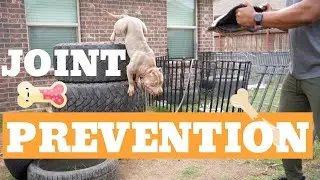 Dog Joint Protection