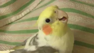cockatiel answers math questions!