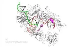 CRISPR-Cas in action