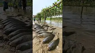 Wow! Amazing Polo Fishing Videos ! Best Big Fish Catching ! Primitive Technique fishing #fish #india