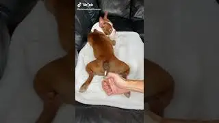 Funny Dog Videos 2021 | Try Not To Laugh At This Ultimate Funny Dog Video Compilation | Funny Pet