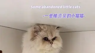 Find a home for stray cats給流浪猫找一個家#貓咪 #love 