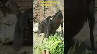 Goat eating Grass ‼️ #short #trending #youtubeshorts #shorts #like #share #arya