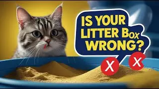 Common Mistakes You Might Be Making with Your Cat's Litter Box