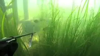 Wisconsin Perch Spearfishing