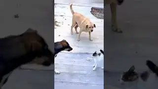 Cat vs dog #funny #pets
