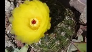 Time Laps cactus rebutia