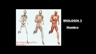 Alfredo Murisi - MIOLOGÍA 3: Hombro