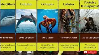 🦁 How Long Do Animals Live? | Amazing Lifespans You Didn&rsquo;t Know!