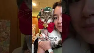 Free therapy #cat #petsrule #funnyanimal #catmemes #cute #funnycat #funnypet