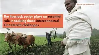 One Health: Why livestock matter