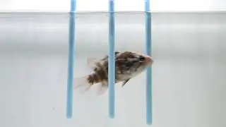 【魚の一芸】オヤニラミがスラロームに挑戦①（2025-04-17）