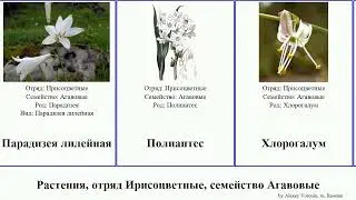 Растения, отряд Ирисоцветные, семейство Агавовые юкка камассия plants Венечник Парадизея высокая