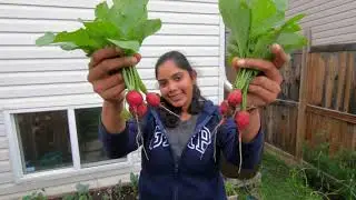 August Garden Update #backyard garden #garden update # Harvest #Vegitable harvest #ONAP#urban garden