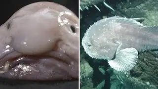 Blobfish Facts Full video #trending #facts #blobfish #video #viralvideo #marinelife #australia #fish