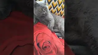 #цитатыосмысле #мудрость #cat 👍🫶 подпишись