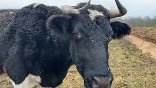 Любимые животные. Люблю всех. #cows #bull коровы #бык 